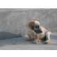 Der kleine Benji sucht eine liebe Familie! - Rüde