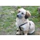 Der kleine Benji sucht eine liebe Familie! - Rüde