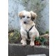 Der kleine Benji sucht eine liebe Familie! - Rüde