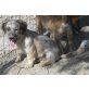 Der kleine Benji sucht eine liebe Familie! - Rüde