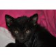 Der kleine Murphy, schnurrt schon wie ein großer EKH - Kater