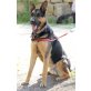 Der sportliche Claus!, Schäferhund-Mischling - Rüde