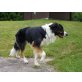Der wunderschöne Schäferhund JERRY- LEE (Ö) s - Rüde