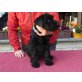 Derrick, Schnauzer Welpen - Rüde