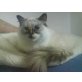 Desi, Heilige Birma - Katze