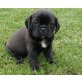 Designerhund-Puggel! 400Euro!! Welpen - Rüde
