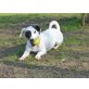 Desir hübscher Jack Russell Mix sucht sportl., Jack Russell Mix - Rüde
