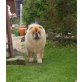 Desire, Chow-Chow - Hündin
