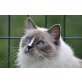 Desire, Ragdoll - Katze