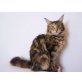 Desiree, Maine Coon - Katze