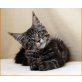 Despina, Maine Coon - Katze