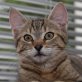 Destiny, mutterlose - Katze