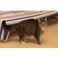 Destiny und Triumph, Hauskatze - Katze