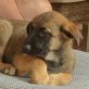 Detroit, Schäferhund-Mix Welpen - Rüde