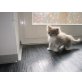 Deutsch Angora/Perser - Katze