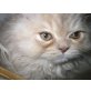 Deutsch Langhaar - Kater
