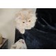 Deutsch Langhaar/ Perser - Kater