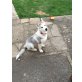 Deutsch Schäfer Welpen für ein liebevolles Zu, Siberian Husky - Rüde