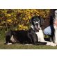 Deutsche Dogge - Hündin