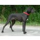 Deutsche Dogge - Hündin