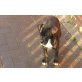Deutsche Dogge - Hündin