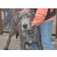 Deutsche Dogge - Hündin
