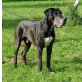Deutsche Dogge - Rüde
