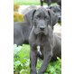 Deutsche Dogge - Rüde