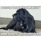 Deutsche Dogge - Rüde