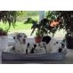 Deutsche Dogge Welpen - Hündin