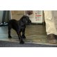 Deutsche Dogge Welpen - Hündin