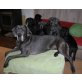 Deutsche Dogge Welpen - Hündin
