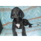 Deutsche Dogge Welpen - Hündin