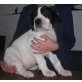 Deutsche Dogge Welpen - Hündin