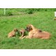 Deutsche Dogge Welpen - Rüde