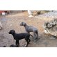 Deutsche Dogge Welpen - Rüde