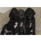 Deutsche Dogge Welpen - Rüde