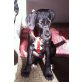 Deutsche Dogge Welpen - Rüde