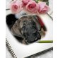 Deutsche Dogge Welpen - Rüde