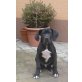 Deutsche Dogge Welpen - Rüde