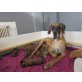 Deutsche Dogge Welpen - Rüde