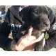 Deutsche Dogge Welpen - Rüde