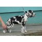 Deutsche Dogge Welpen - Rüde