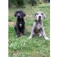 Deutsche Doggen Welpen, Deutsche Dogge Welpen - Rüde