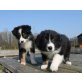 Deutsche Doggen Welpen in blau mit Papieren, Deutsche Dogge Welpen - Rüde