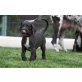 Deutsche Doggen Welpen zu verkaufen, Deutsche Dogge Welpen - Hündin