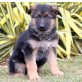 Deutsche Schäferhund Welpen, Deutscher Schäferhund - Rüde