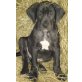 Deutsche doggenwelpen, Deutsche Dogge Welpen - Rüde