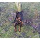 Deutscher Jagdterrier - Hündin
