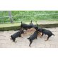 Deutscher Jagdterrier Welpen - Rüde